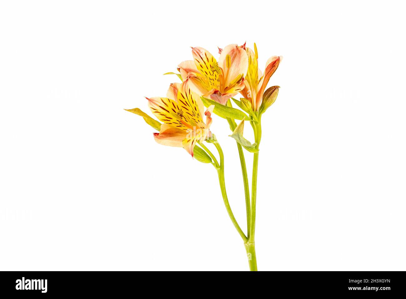 L'Alstroemeria flower isolated Banque D'Images