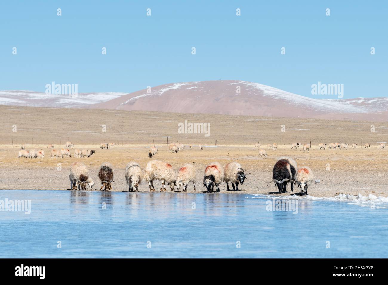 Paysage de pâturage plateau du Tibet Banque D'Images