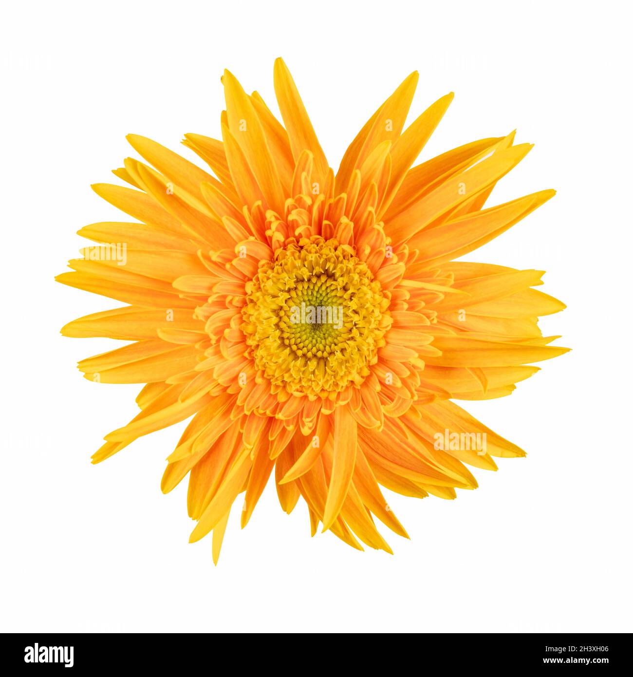 Gerbera fleur isolée Banque D'Images