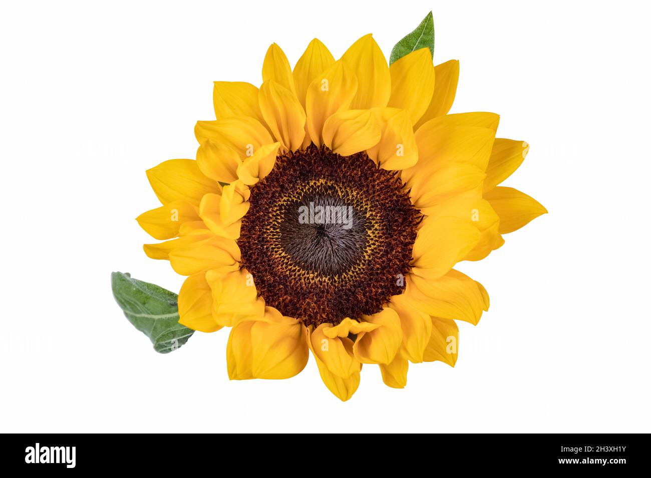 Sunflower isolated on white Banque D'Images