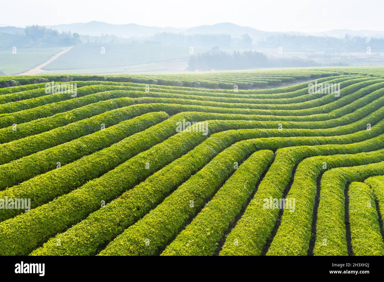 Vue aérienne sur le paysage de la plantation de thé Banque D'Images