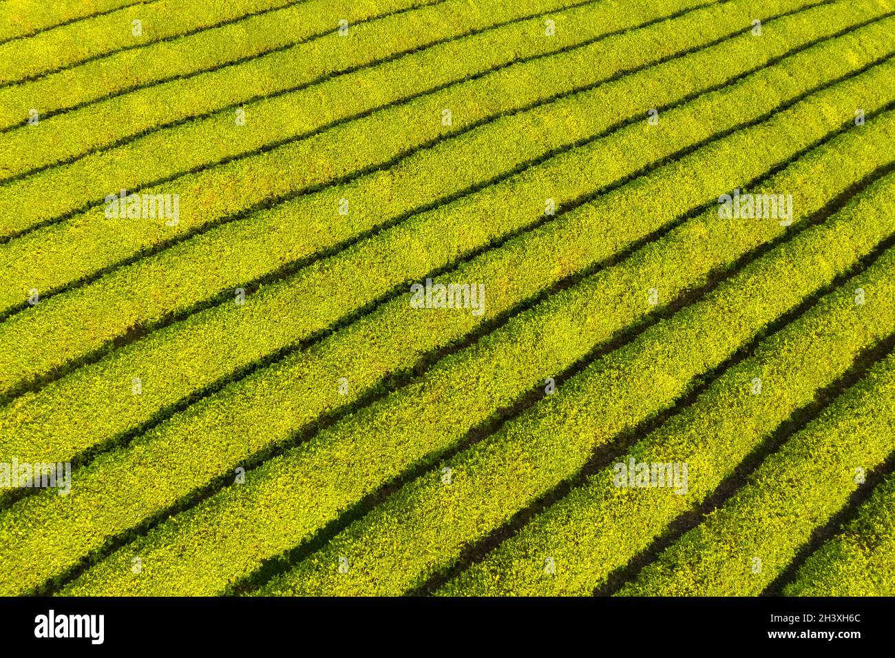 Plantation de thé tôt le matin Banque D'Images