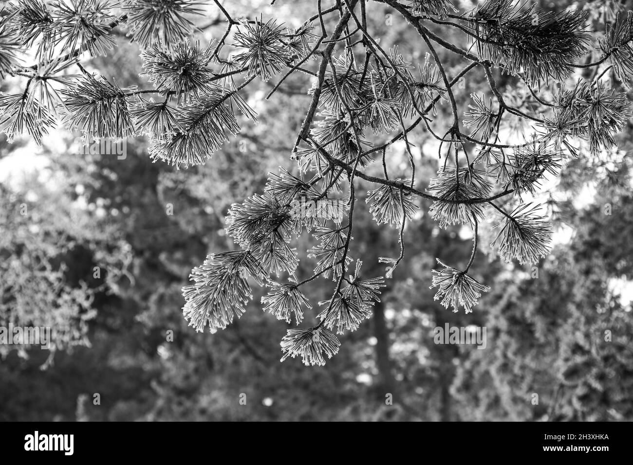 Branches de pin avec feuilles de conifères congelées après le gel. Banque D'Images