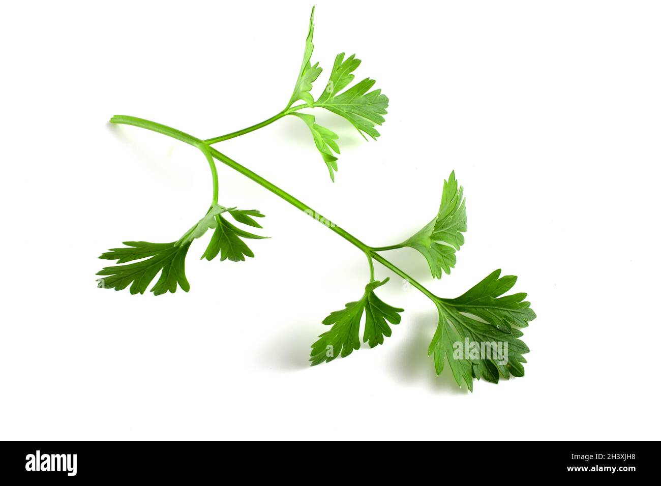Branche avec feuilles de persil frais isolées sur fond blanc.Gros plan sur les verts. Banque D'Images