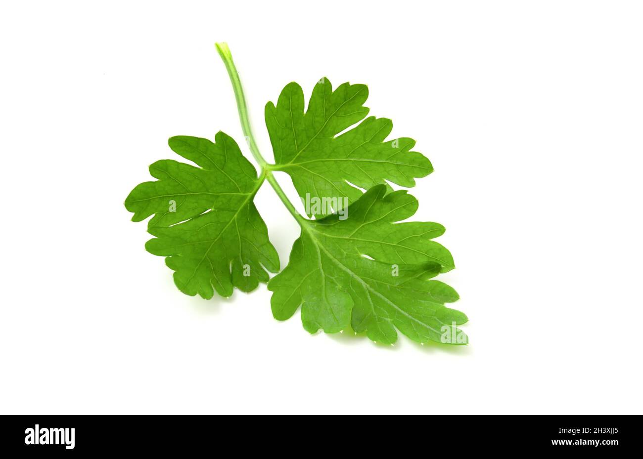 Feuille de persil frais.Verts isolés sur fond blanc. Banque D'Images