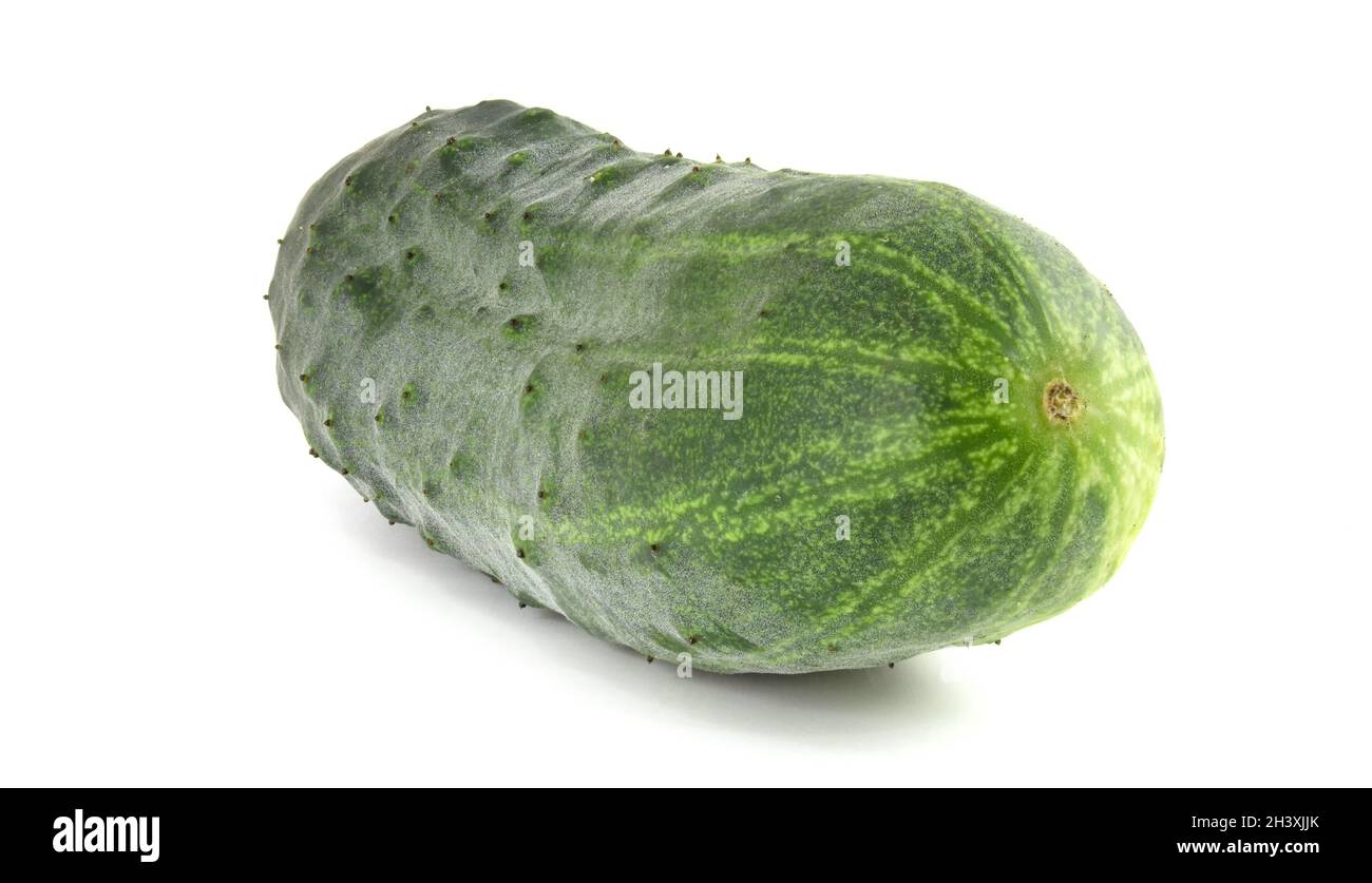 Gros concombre de maçon isolé sur fond blanc Banque D'Images