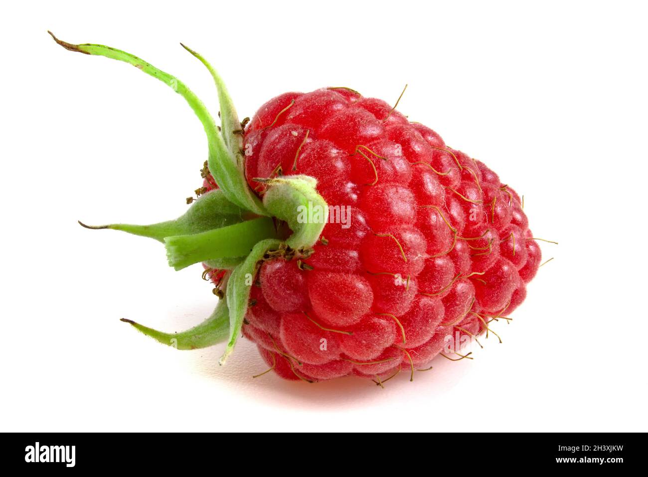 Framboises mûres fraîches avec une tige isolée sur fond blanc. Banque D'Images