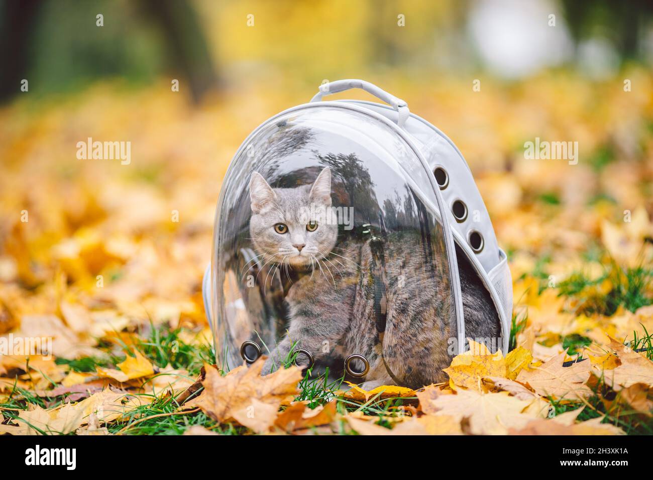 Chat gris dans un sac à dos avec hublot dans des feuilles jaunes.Le chat  domestique regarde par la fenêtre de sac à dos transparent en automne dans  la forêt.Sac à dos pour