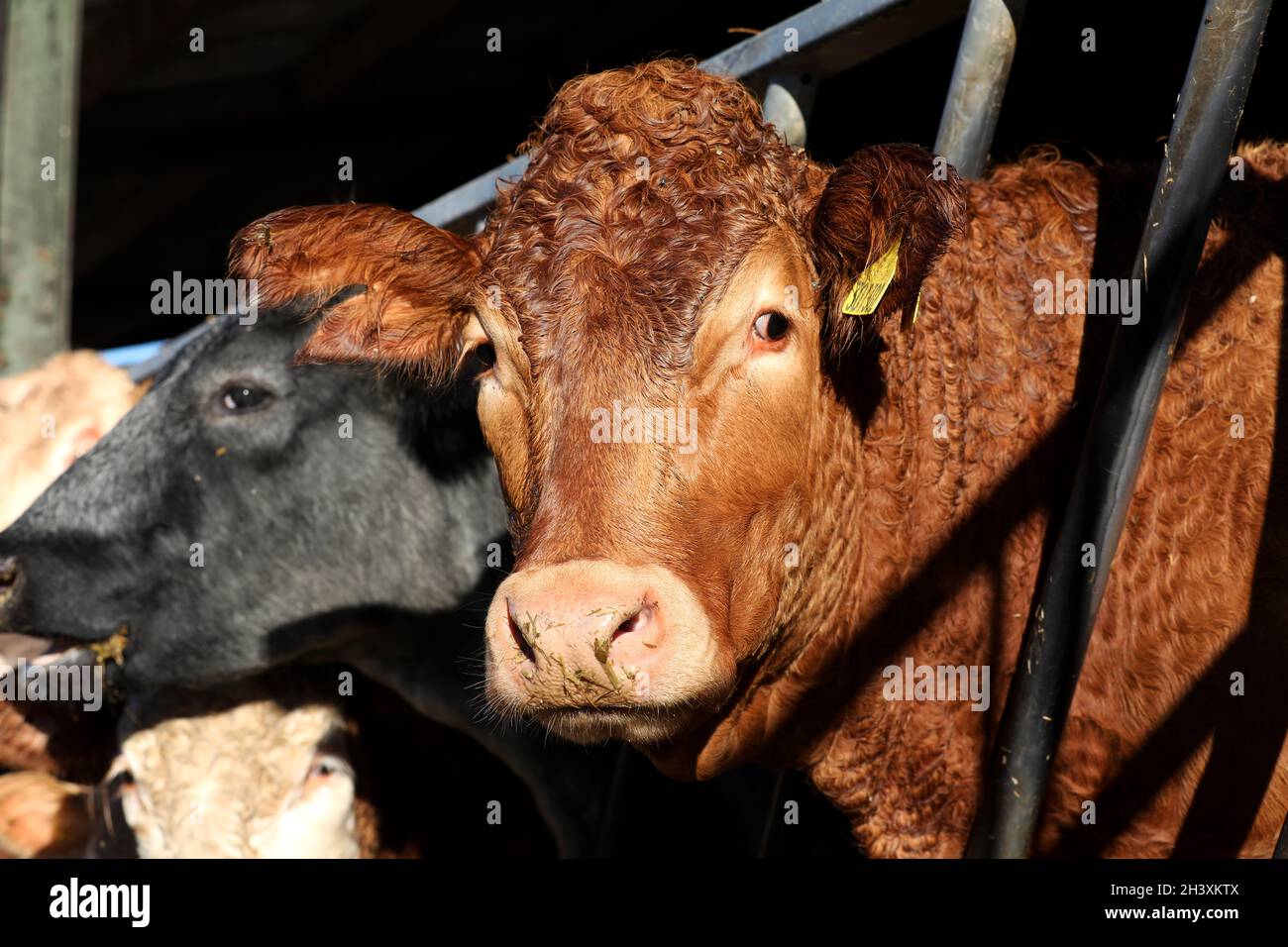 Vaches photographiés dans un hangar à vaches sur une ferme à West Sussex, Royaume-Uni. Banque D'Images