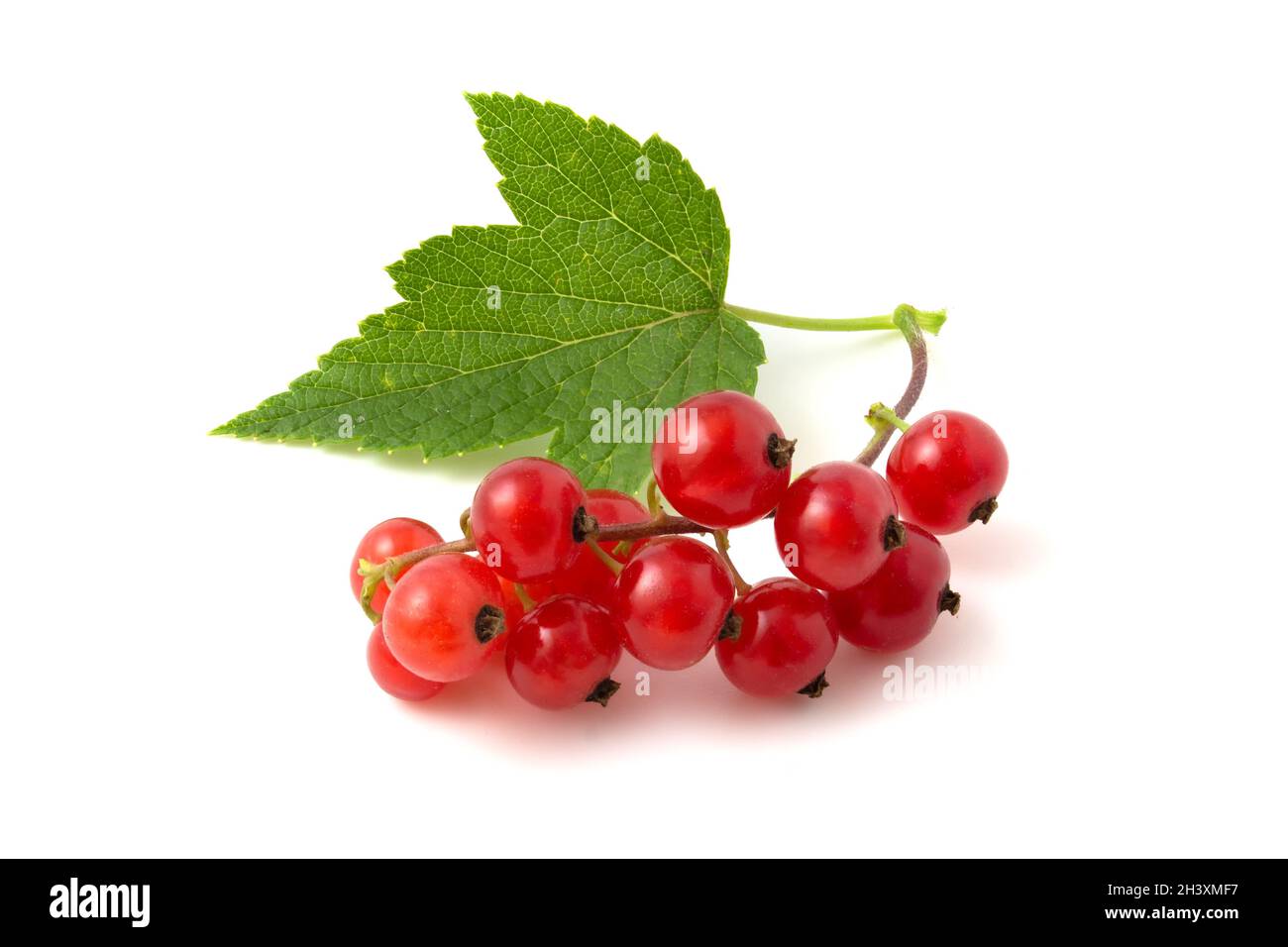Gros plan du cassis isolé sur fond blanc. Banque D'Images