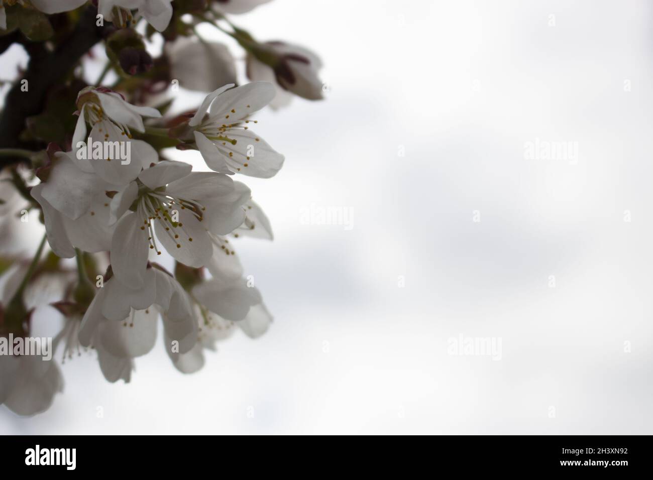 Arrière-plan de la fleur des arbres fruitiers. Branche avec fleurs de prune. Banque D'Images