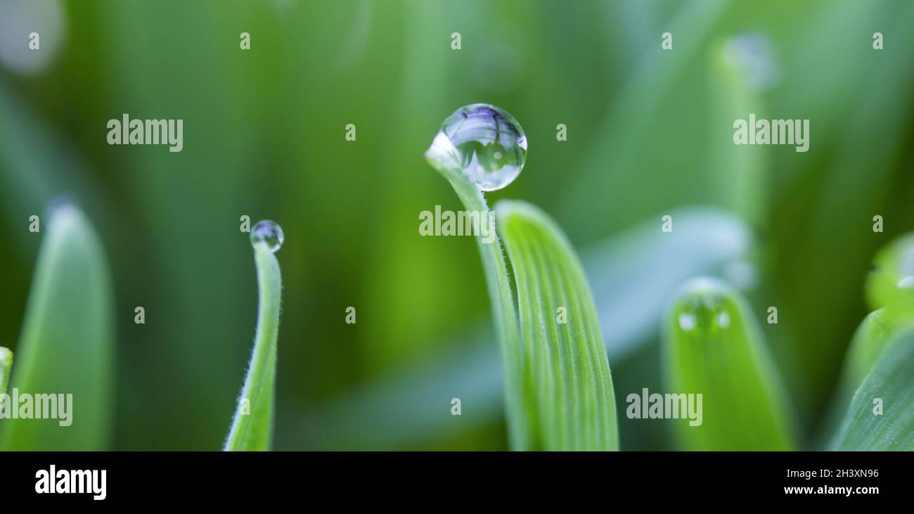 Des gouttes de rosée sur les extrémités d'une feuille d'herbe, de la rosée matinale sur le blé Banque D'Images