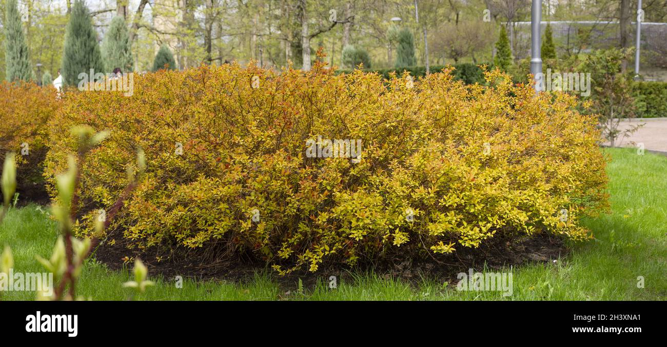 Brousse de forsythia jaune qui pousse sur les boucles d'oreilles de la pelouse et de l'herbe de pelouse. Banque D'Images