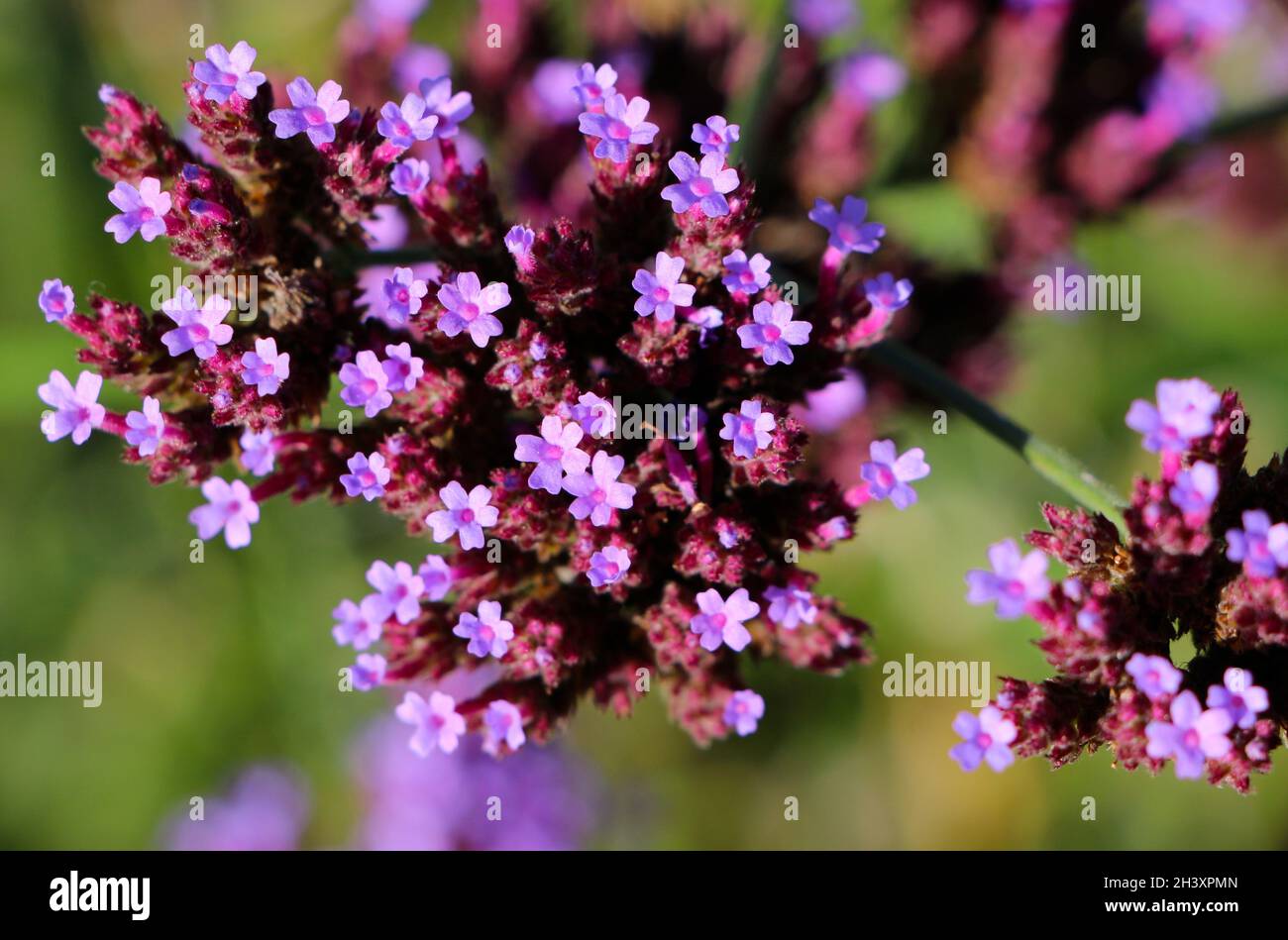 Purpetop vervain Verbena bonariensis fleurs en lumière naturelle Banque D'Images