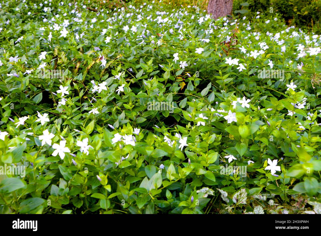 Album Lamium blanc morts-ortie fleurs avec feuillage dense Banque D'Images