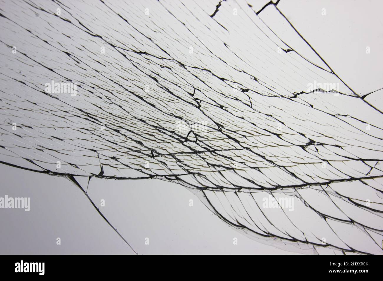 Vitre cassée fissurée sur fond gris clair. Concept de fissures pour la conception. Banque D'Images