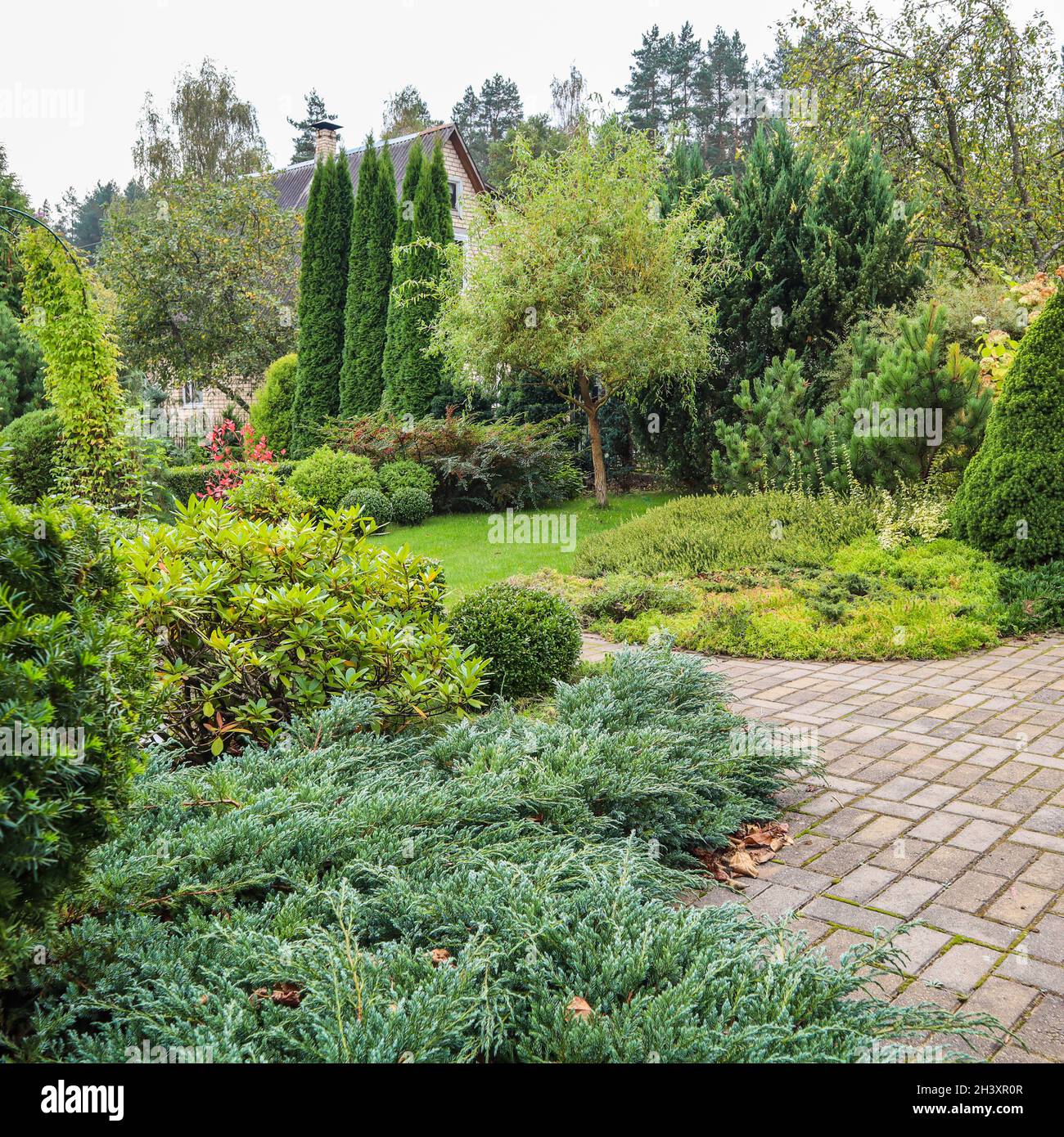Aménagement paysager d'un jardin avec une pelouse vert vif, des arbustes colorés, des plantes à feuilles persistantes décoratives et du buis (Buxus Semperv Banque D'Images