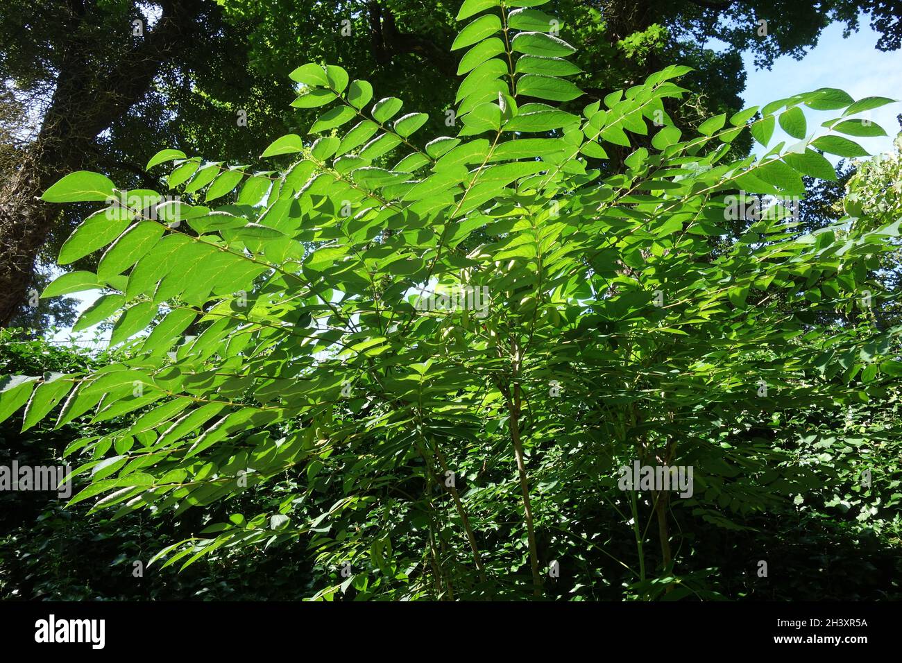 Decaisnea fargesii, mort homme doigt Banque D'Images