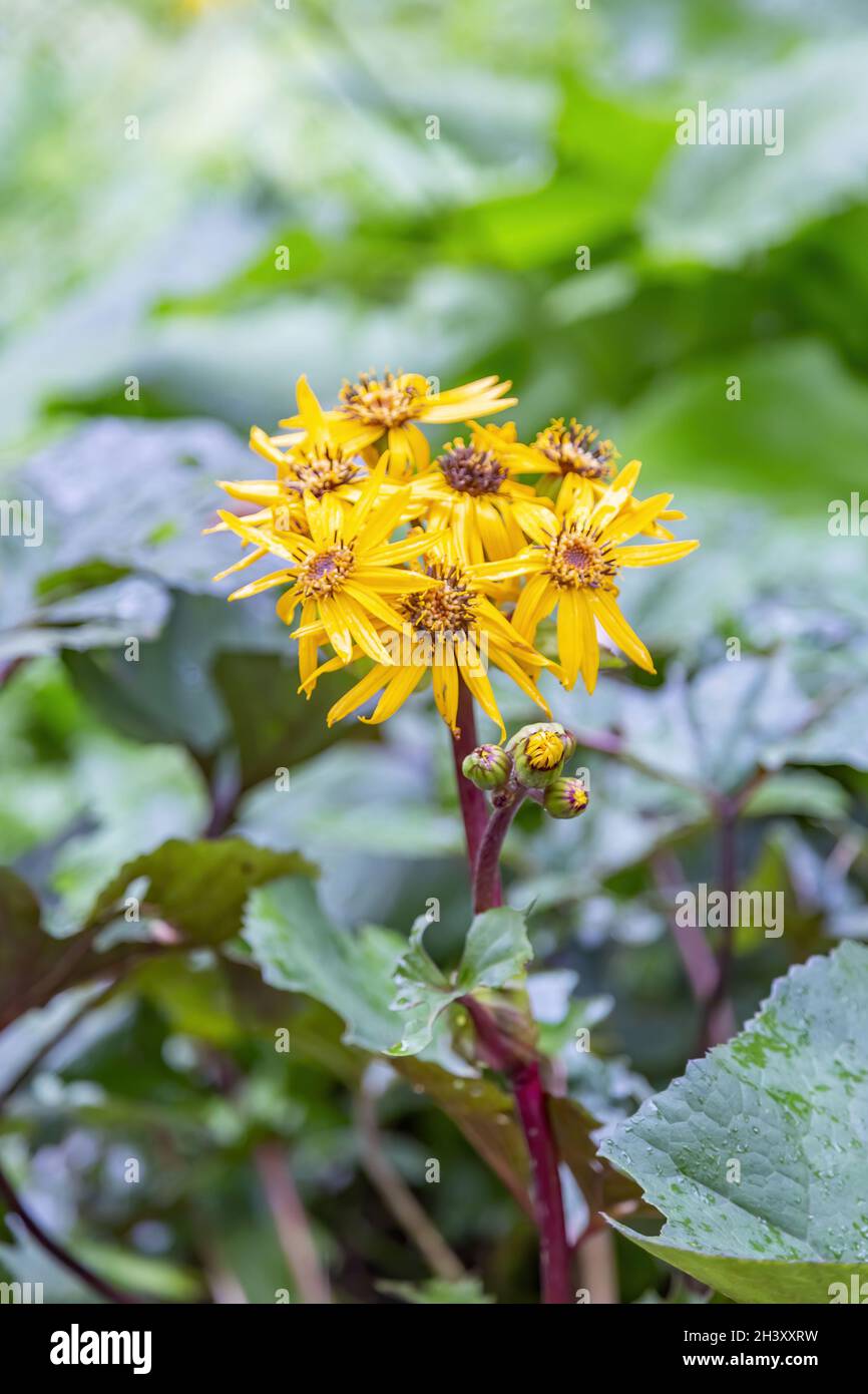 Ligularia.Genre d'herbes vivaces de la famille des Asteraceae Banque D'Images