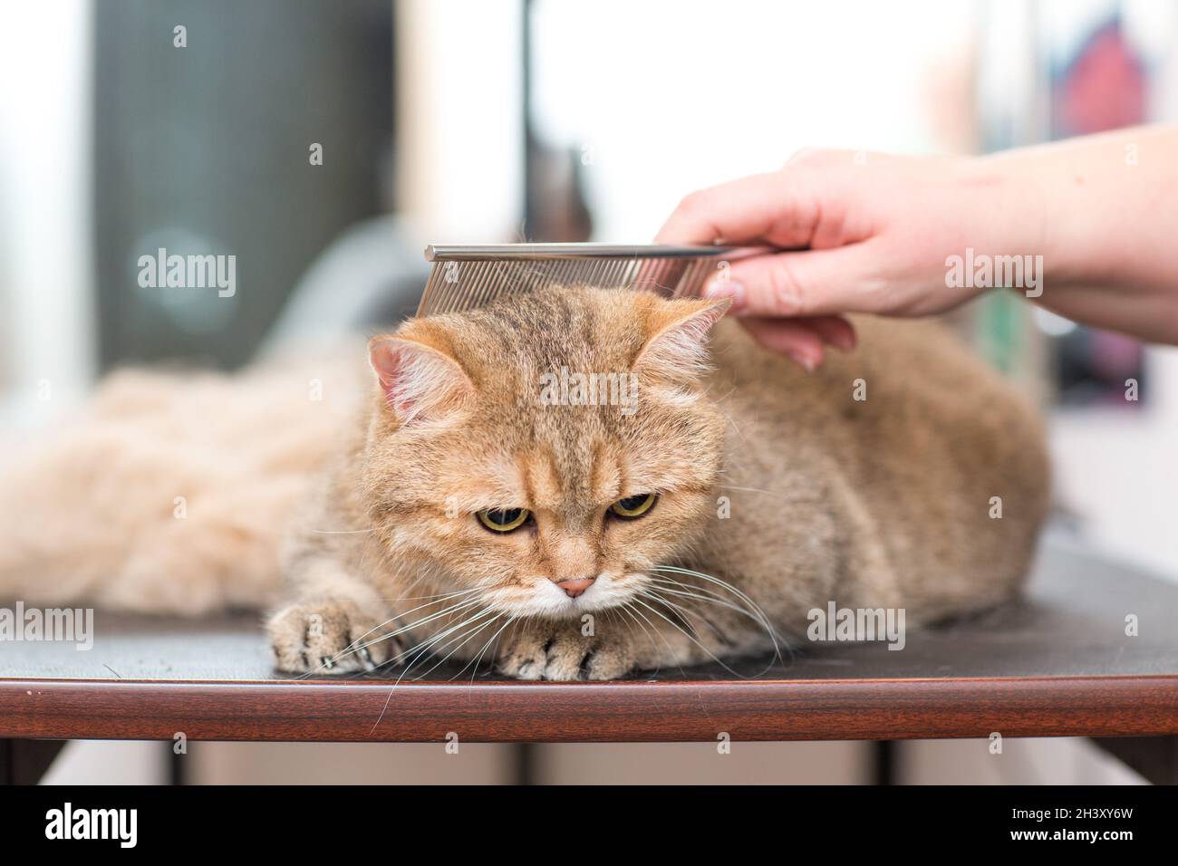 Toilettage pour chats et animaux dans un salon de beauté. Banque D'Images