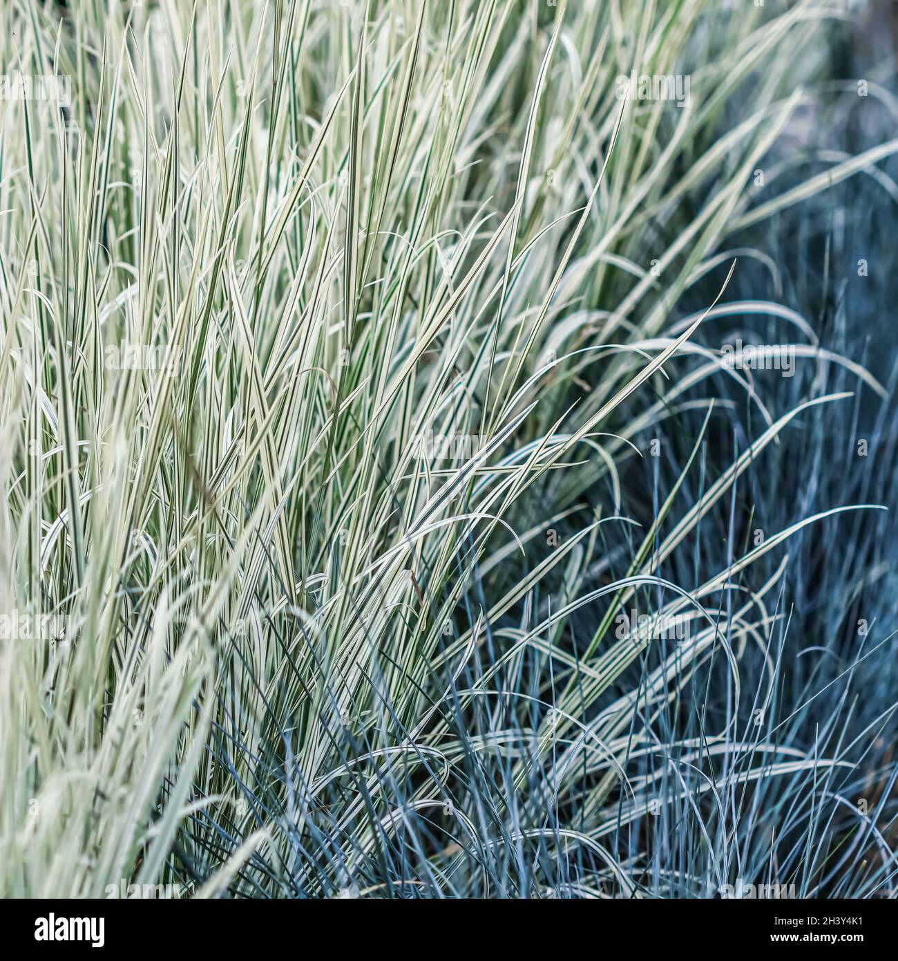 Herbe bleue décorative et rayures vertes blanches.Fétuque bleue et Arrhenatherum elatius bulbosum variegatum Banque D'Images