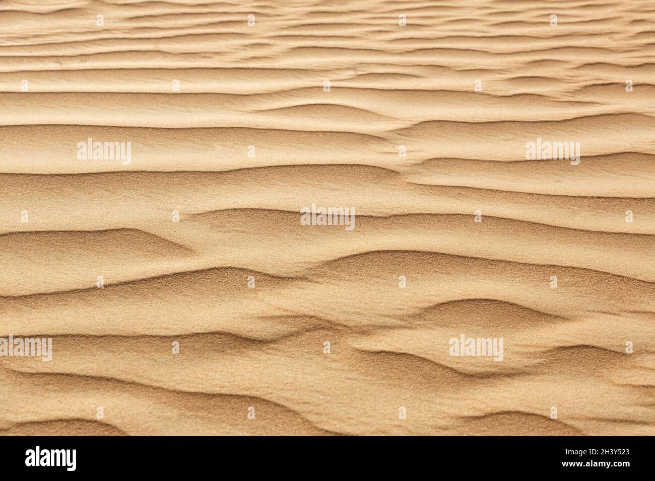 Dubai Desert Sand dans les Émirats arabes Unis Banque D'Images