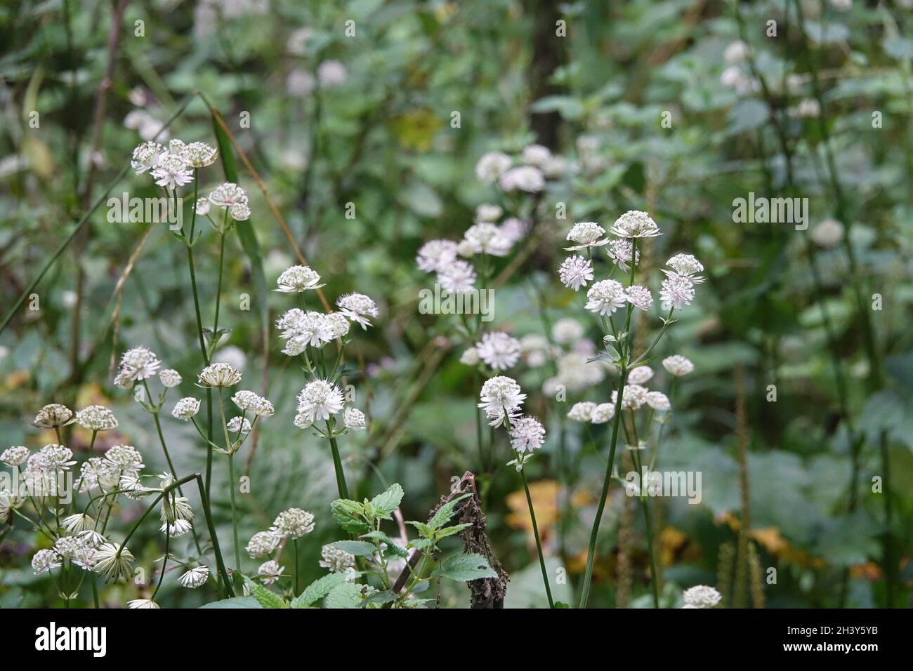Astrantia majeur, grand maître-mots Banque D'Images