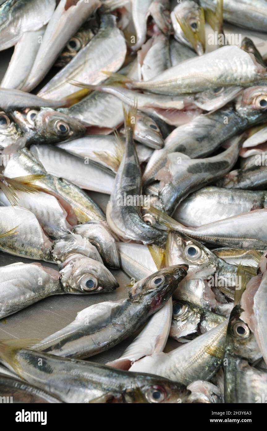 Les poissons propres sont vendus frais sur le marché du poisson, les poissons de chinchard frais, les équestres, vendus Banque D'Images