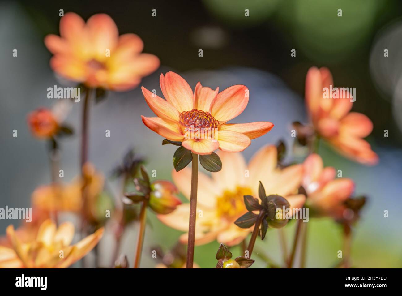 Dahlia écarlate Banque D'Images