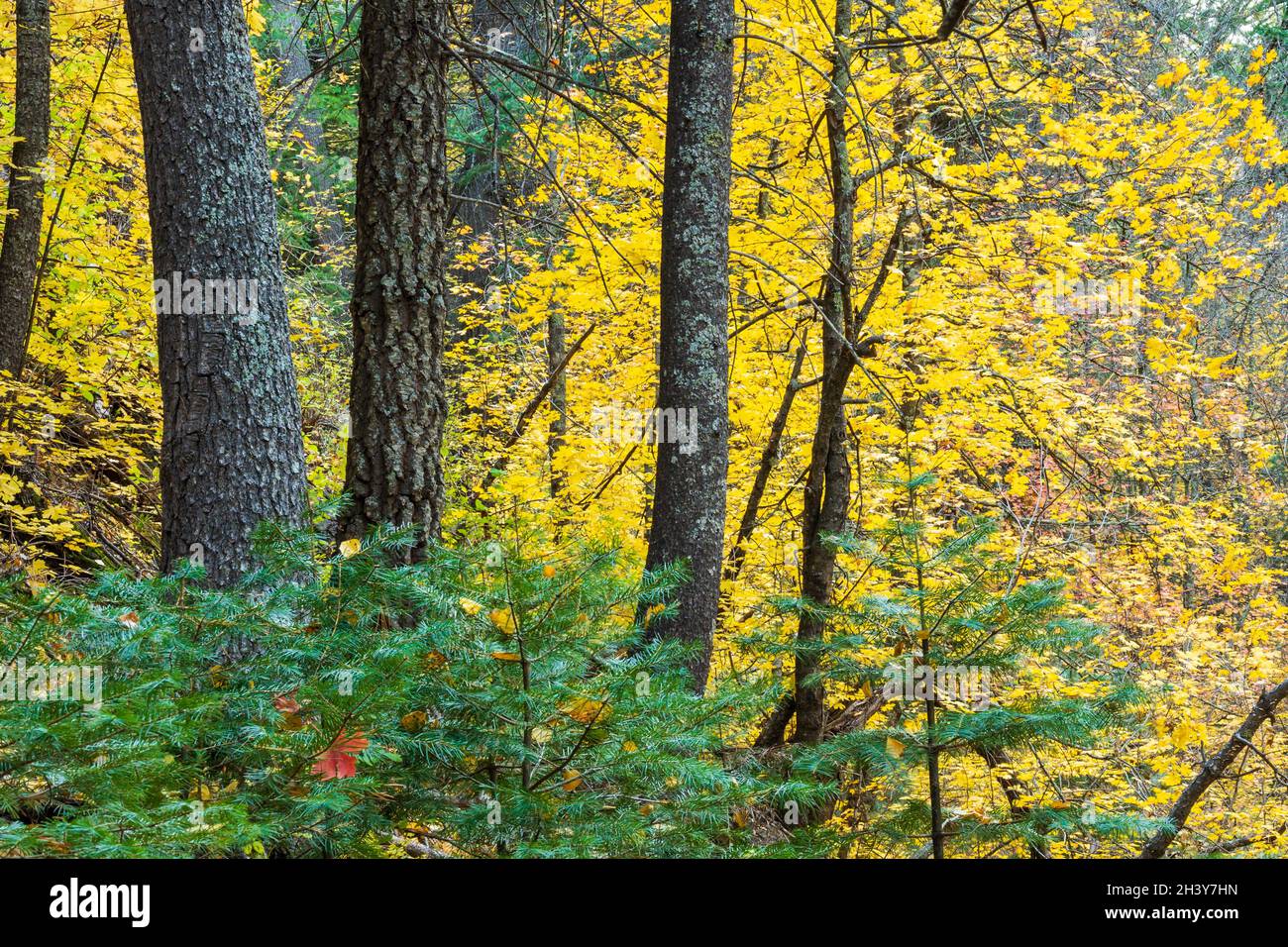 Feuille d'érable de la forêt d'automne avec feuilles jaunes entourée de pins Banque D'Images