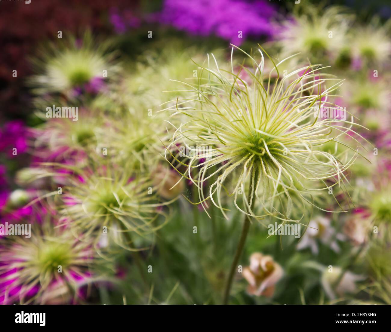 Anémone des Alpes (Pulsatilla alpina apiifolia) fruits au printemps jardin Banque D'Images