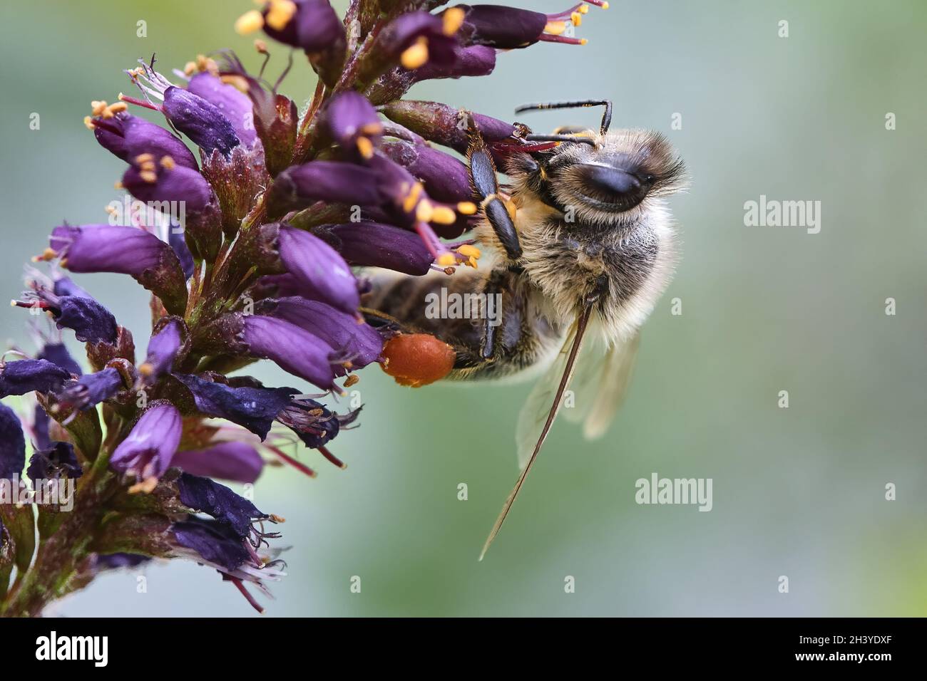 Abeille occidentale (API mellifera). Banque D'Images