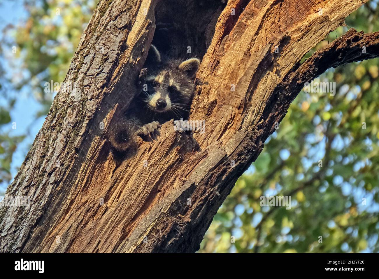 Jeune Raccoon nord-américain (lotor de Procyon). Banque D'Images