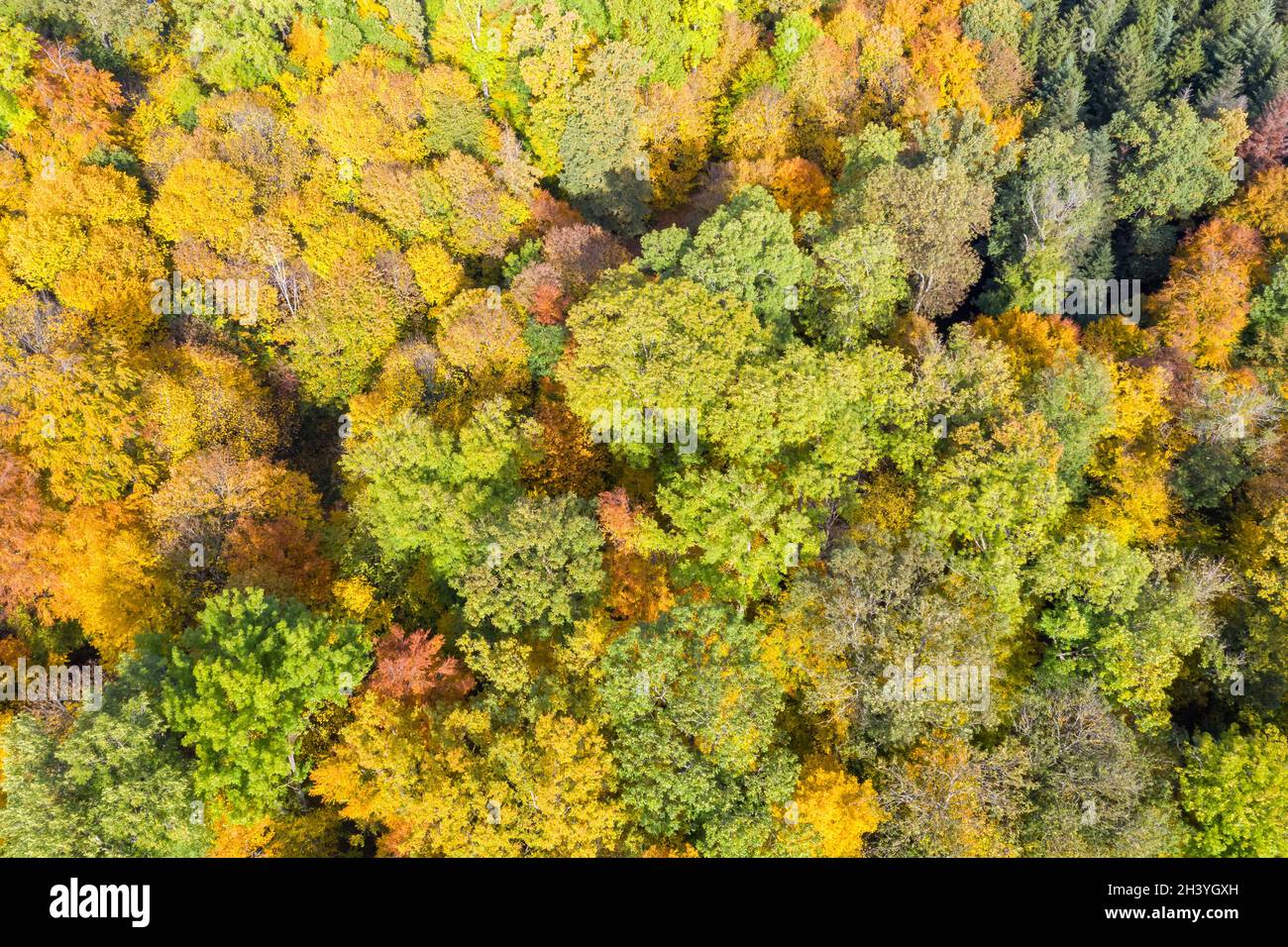 Forêt arbres arbre en automne coloré feuilles saison photographie aérienne fond Banque D'Images