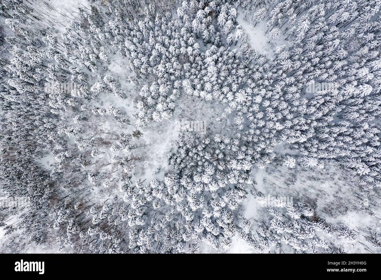 Hiver neige forêt arbres arbre saison froide photo aérienne fond Banque D'Images