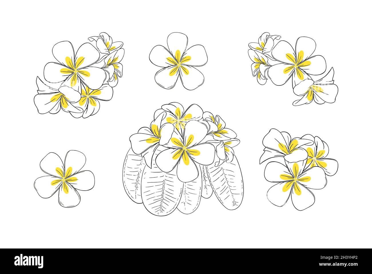 Frangipani ou fleur de plumeria tropicale pour leis.Frangipani dessiné à la main avec des pétales jaunes isolés sur fond blanc.Illustration vectorielle Illustration de Vecteur