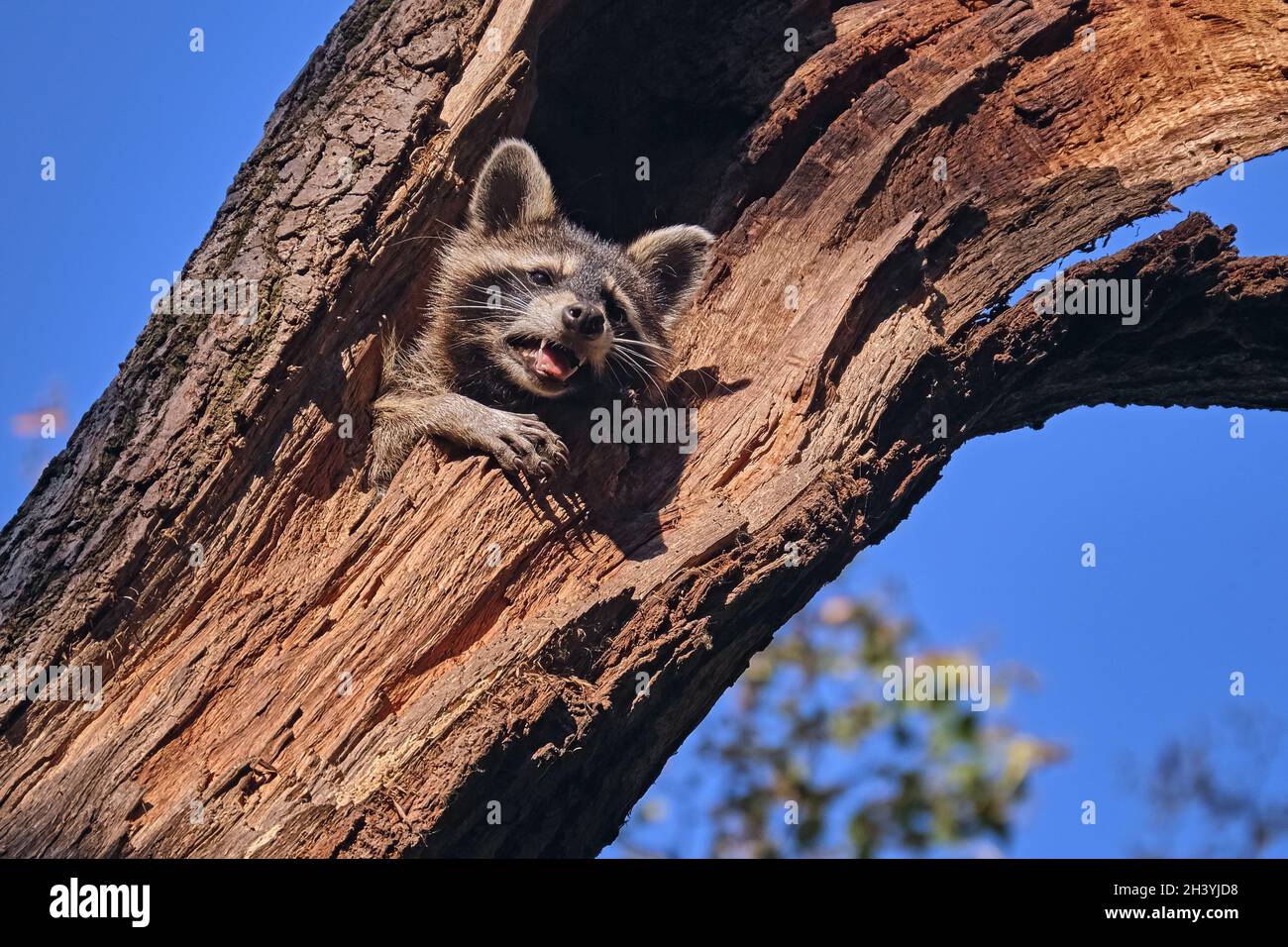 Jeune Raccoon nord-américain (lotor de Procyon). Banque D'Images