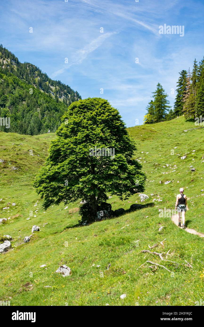 Beau sentier de randonnée près de Ramsau à Berchtesgaden, haute-Bavière, Allemagne Banque D'Images