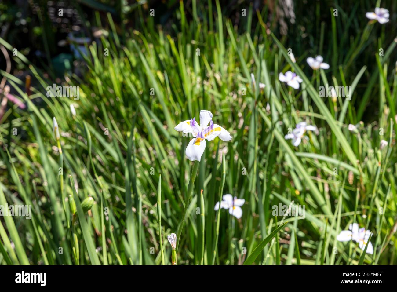 Dietes grandiflora, le grand iris sauvage, l'iris africain ou l'iris fée fleurissant à Sydney, considéré comme une mauvaise herbe dans certaines régions de l'Australie Banque D'Images