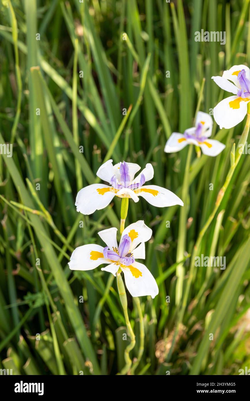 Dietes grandiflora, le grand iris sauvage, l'iris africain ou l'iris fée fleurissant à Sydney, considéré comme une mauvaise herbe dans certaines régions de l'Australie Banque D'Images