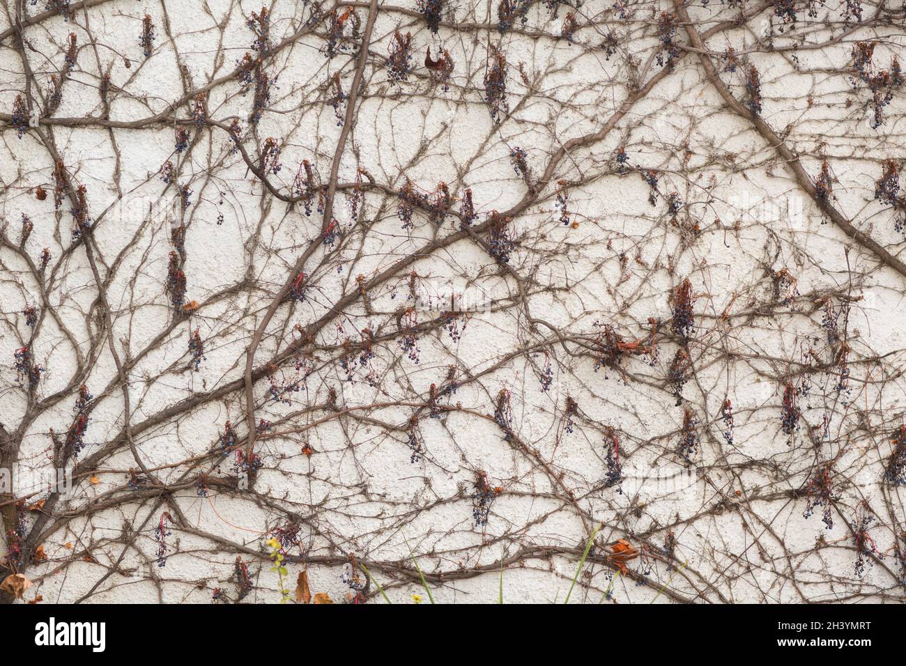 Branches grimpant la plante de liana avec des baies sur le fond de mur de plâtre blanc Banque D'Images