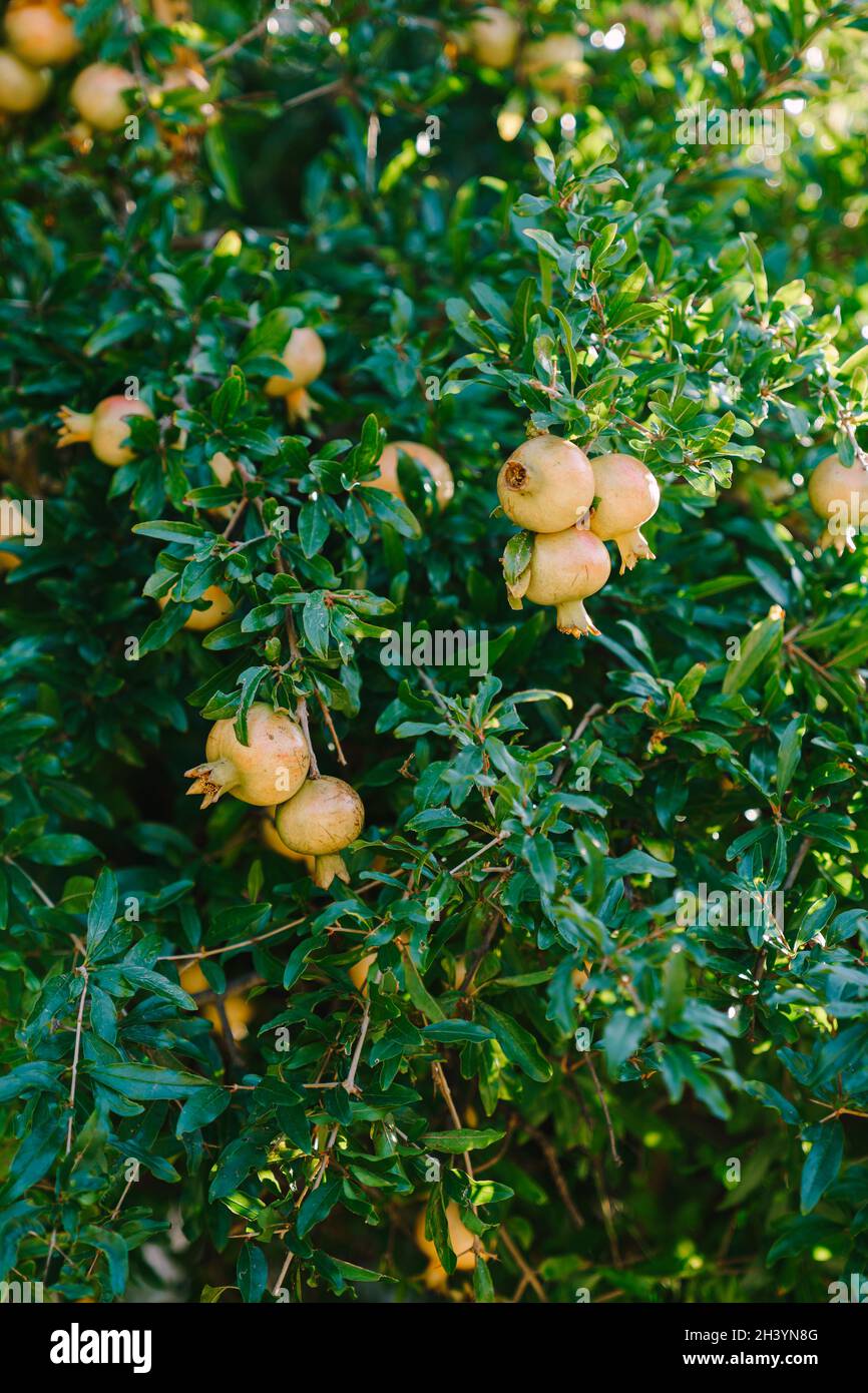 Beaucoup de fruits grenade sur les branches d'arbre. Banque D'Images