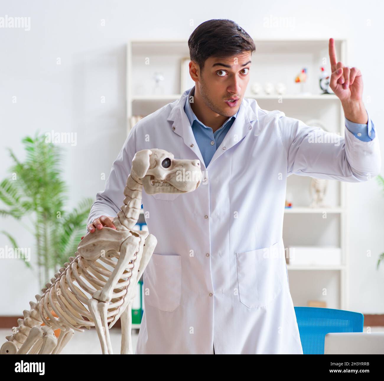 Médecin vétérinaire exerçant sur le squelette de chien Banque D'Images