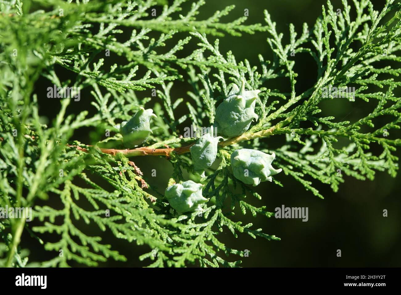 Thuja orientalis, arborvitae chinois Banque D'Images