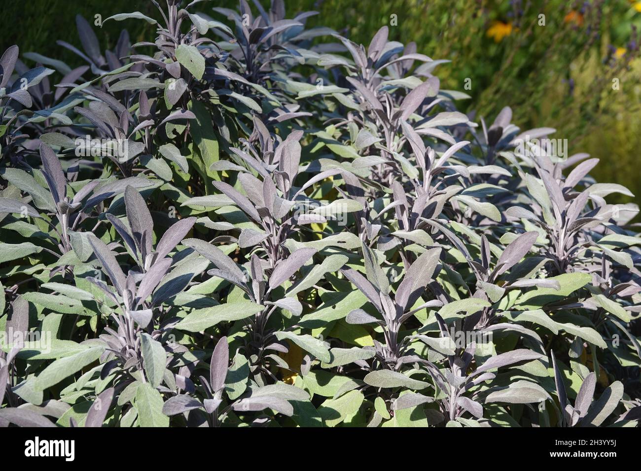 Salvia officinalis purpurascens, purple sage Banque D'Images