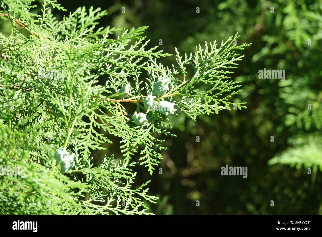 Thuja orientalis, arborvitae chinois Banque D'Images
