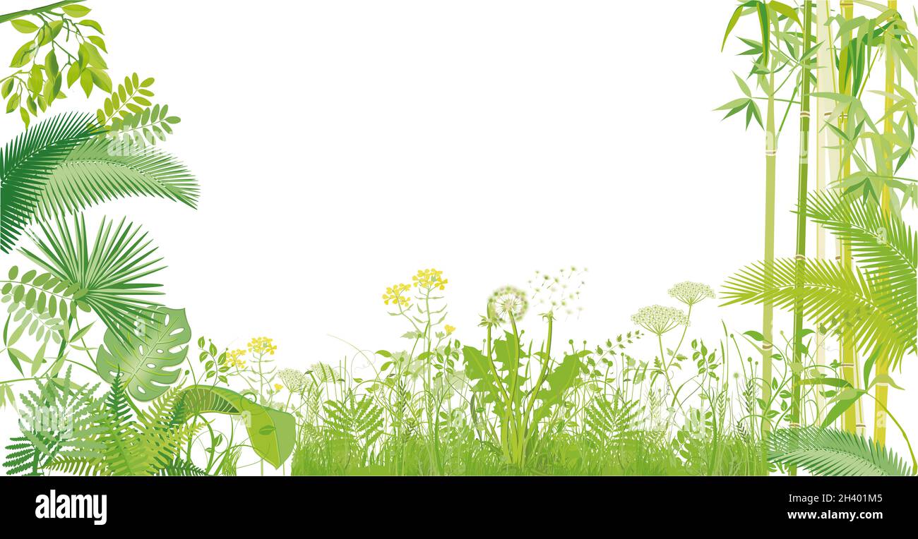 Herbes vertes, plantes et bambou isolés sur blanc, illustration Banque D'Images