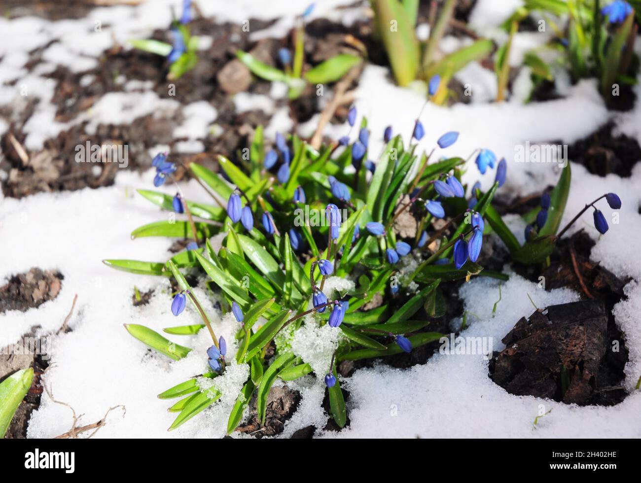Comment faire pousser des gouttes de neige.Fleurs du premier printemps Squill couvrait la neige. Banque D'Images