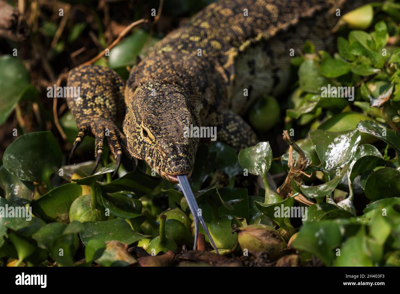 Surveillance du Nil - Varanus niloticus, grand lézard des lacs et des rivières africains, Parc national de la Reine Elizabeth, Ouganda. Banque D'Images
