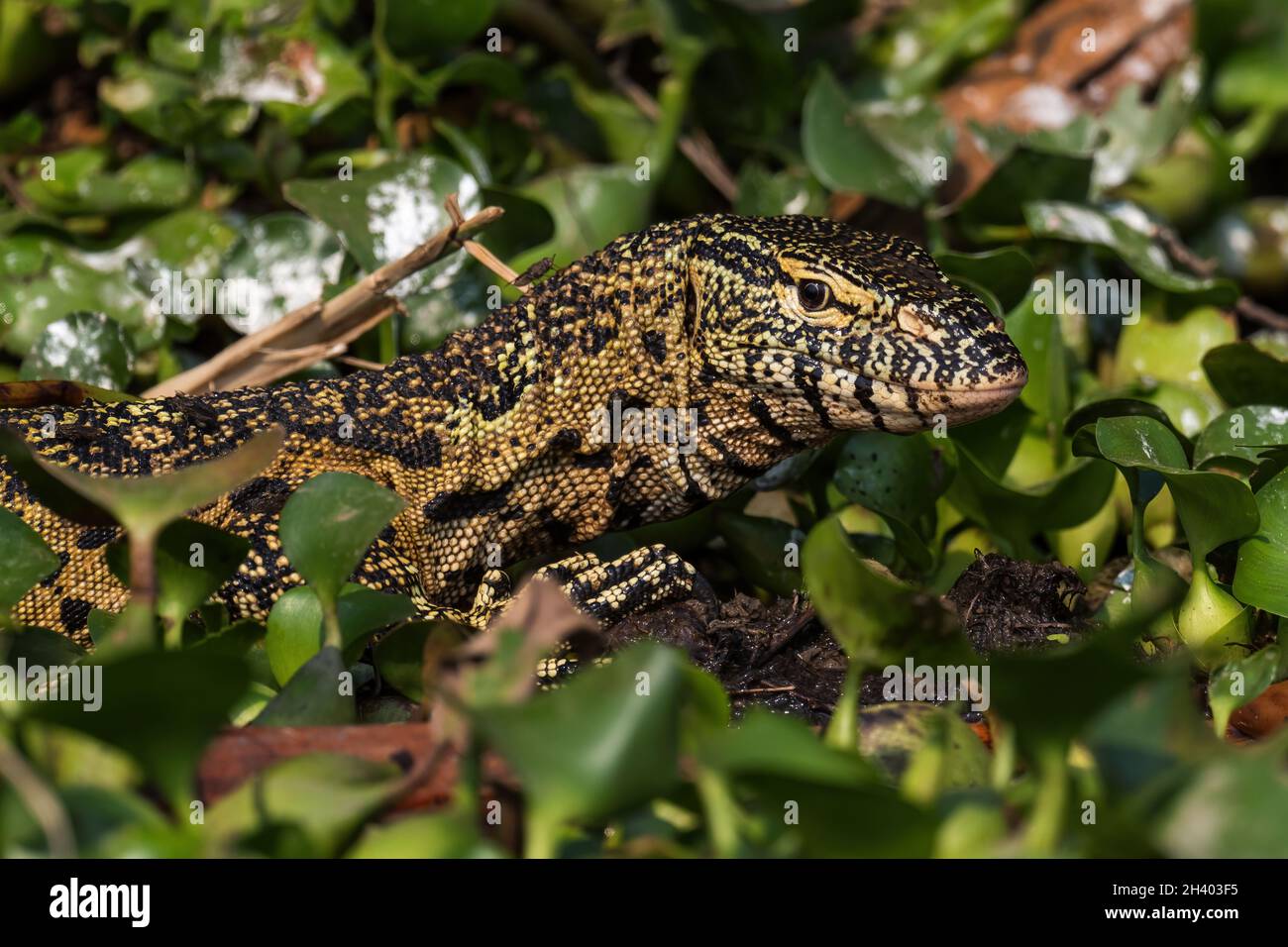 Surveillance du Nil - Varanus niloticus, grand lézard des lacs et des rivières africains, Parc national de la Reine Elizabeth, Ouganda. Banque D'Images